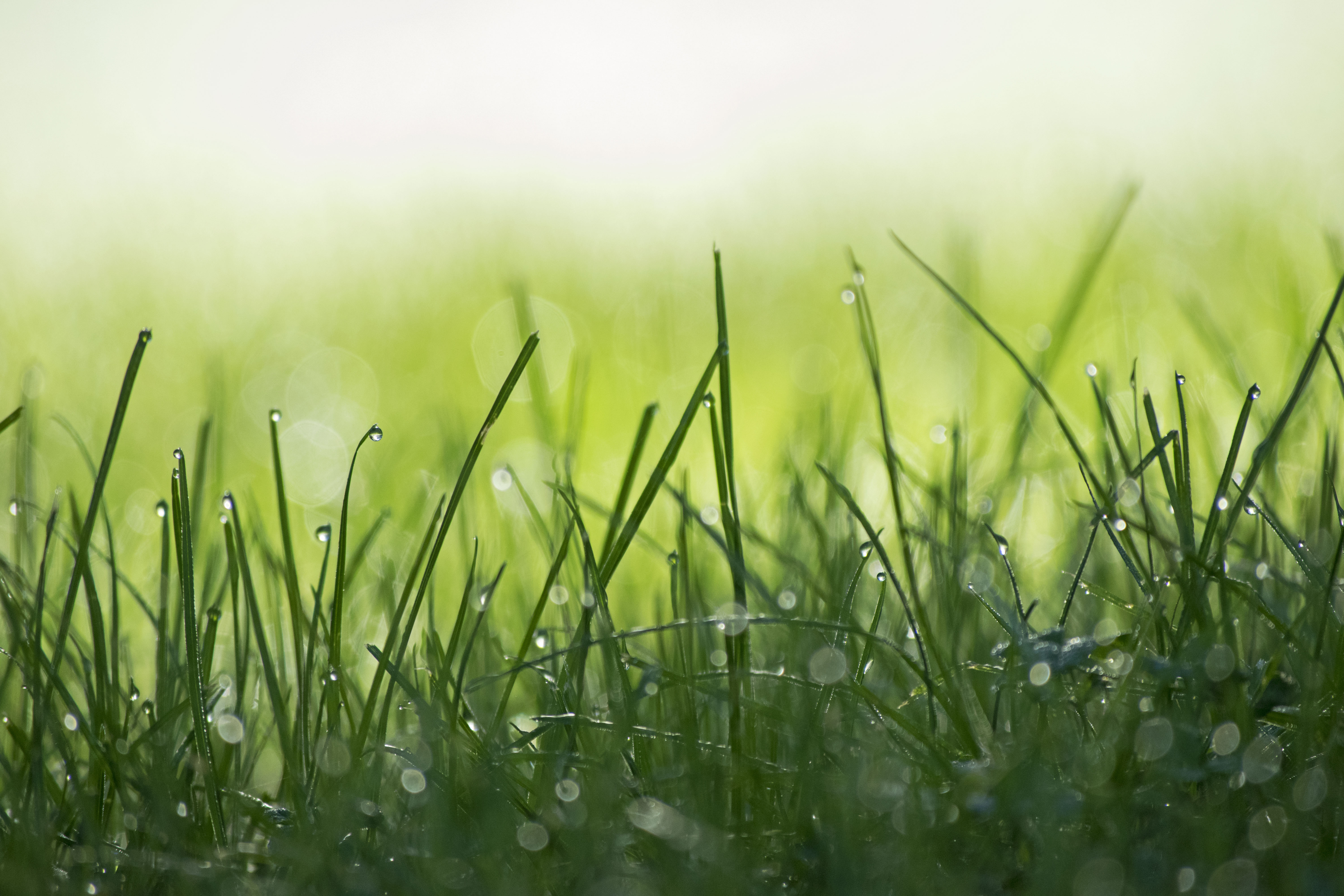 close up image of grass